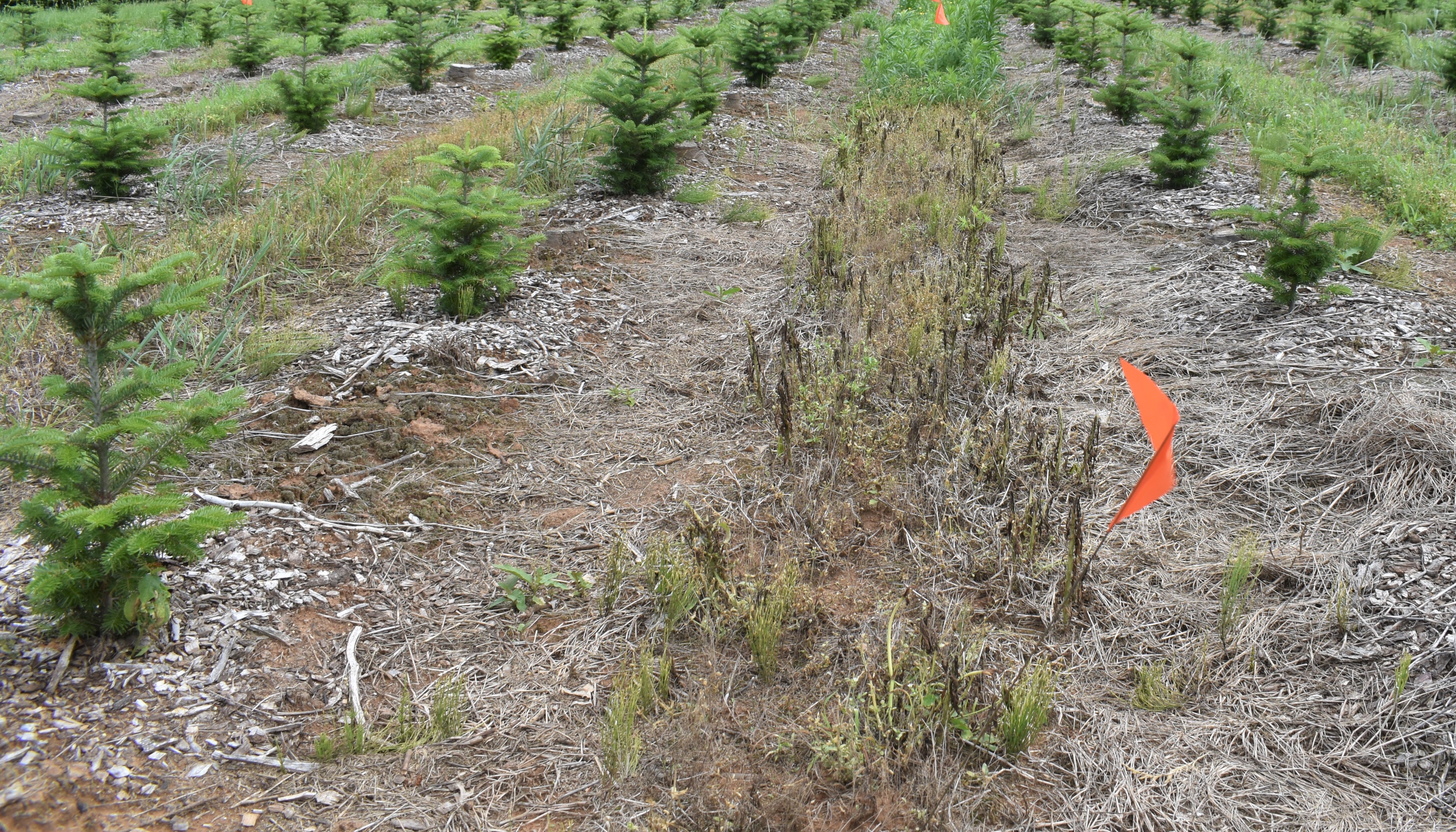 Field of young Christmas trees planted in rows with dense patches of pale green weeds in the center of some rows. An orange flag marks one area of interest. The surrounding soil appears mulched and partially covered with dry grass or straw.